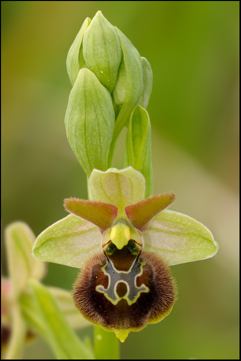 Ophrys ibrido da identificare